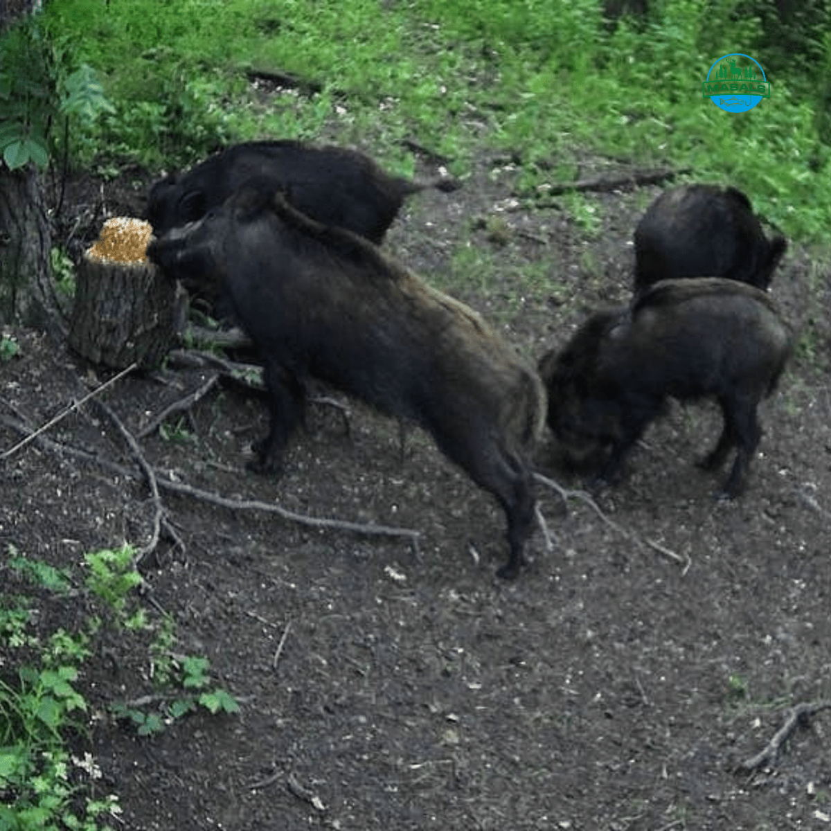 Lizawka kukurydziana Masals dla zwierzyny – długotrwała, obrabiana termicznie, 3 kg