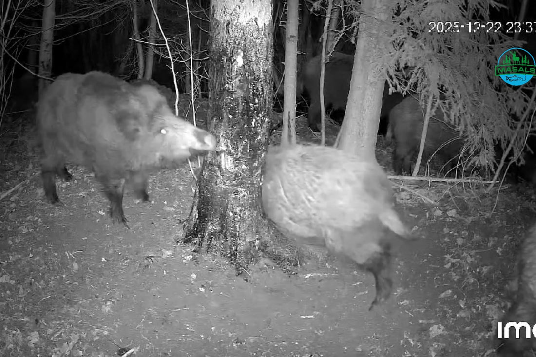 Dziki przy drzewie z wabikiem „Więcej soków”, nagranie z fotopułapki