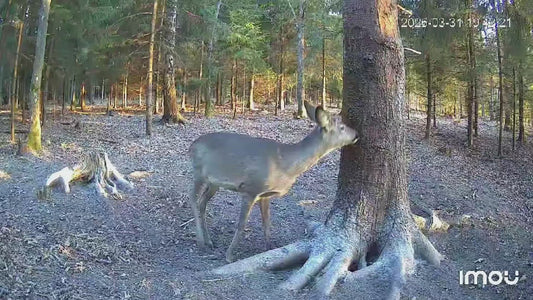 SuperSmuoks – intensywnie pachnący wabik do wcierania dla zwierzyny (1,5 kg)