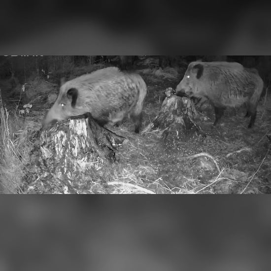 MacnosSmuoks płynny i sypki wabik na dziki: dziki jedzą z pniaka