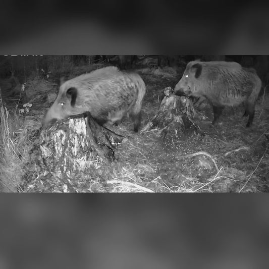 MacnosSmuoks płynny i sypki wabik na dziki: dziki jedzą z pniaka