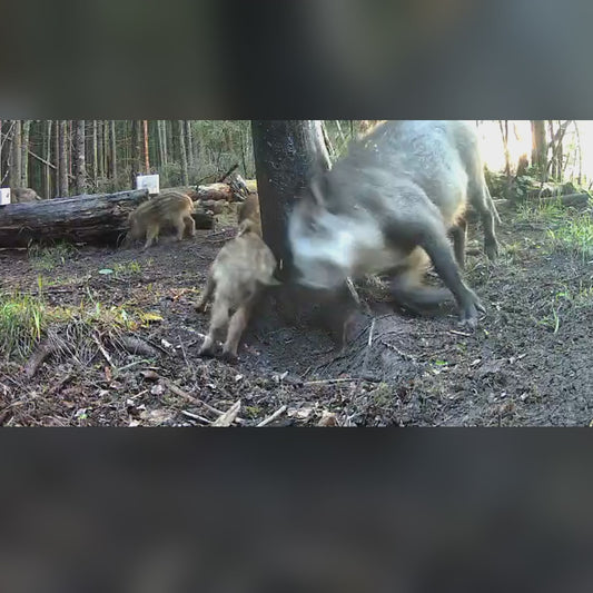 „Więcej soków” wabik: dziki ocierają się o posmarowane drzewo