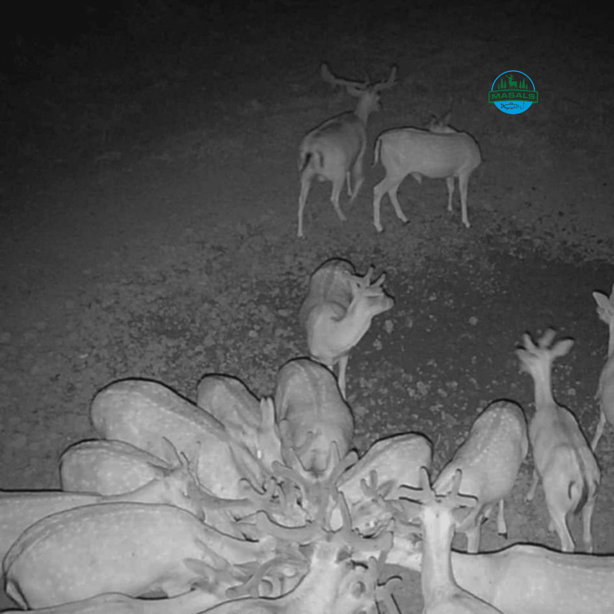 Lizawka kukurydziana Masals dla zwierzyny – długotrwała, obrabiana termicznie, 3 kg